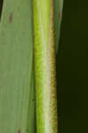 Woolly rosette grass